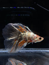 Load image into Gallery viewer, Male Fullmoon - Candy Copper #2682 - Live Betta Fish
