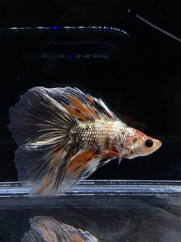 Male Fullmoon - Candy Copper #2682 - Live Betta Fish