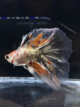 Load image into Gallery viewer, Male Fullmoon - Candy Copper #2682 - Live Betta Fish
