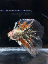 Load image into Gallery viewer, Male Fullmoon - Candy Copper #2682 - Live Betta Fish
