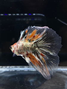 Male Fullmoon - Candy Copper #2682 - Live Betta Fish