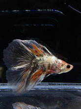 Load image into Gallery viewer, Male Fullmoon - Candy Copper #2682 - Live Betta Fish
