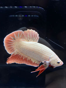 GIANT Male Halfmoon Plakat - Orange Dragon #2683 - Live Betta Fish