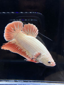 GIANT Male Halfmoon Plakat - Orange Dragon #2683 - Live Betta Fish