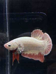 GIANT Male Halfmoon Plakat - Orange Dragon #2683 - Live Betta Fish