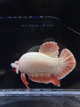 Load image into Gallery viewer, GIANT Male Halfmoon Plakat - Orange Dragon #2683 - Live Betta Fish
