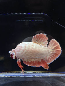 GIANT Male Halfmoon Plakat - Orange Dragon #2683 - Live Betta Fish