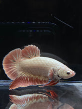 Load image into Gallery viewer, GIANT Male Halfmoon Plakat - Orange Dragon #2683 - Live Betta Fish
