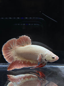 GIANT Male Halfmoon Plakat - Orange Dragon #2683 - Live Betta Fish