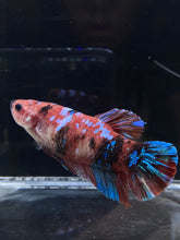 Load image into Gallery viewer, GIANT Male Halfmoon Plakat - Red Galaxy #2684 - Live Betta Fish
