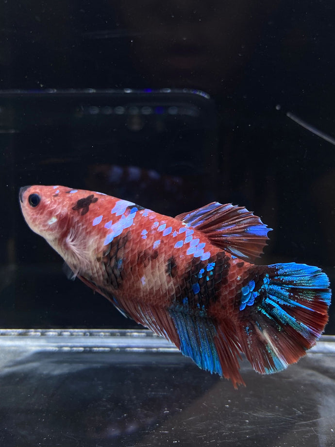 GIANT Male Halfmoon Plakat - Red Galaxy #2684 - Live Betta Fish