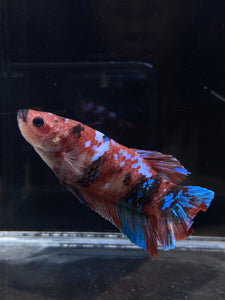 GIANT Male Halfmoon Plakat - Red Galaxy #2684 - Live Betta Fish