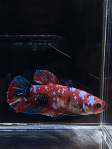 GIANT Male Halfmoon Plakat - Red Galaxy #2684 - Live Betta Fish