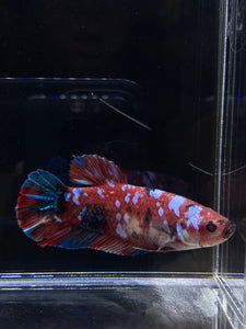 GIANT Male Halfmoon Plakat - Red Galaxy #2684 - Live Betta Fish