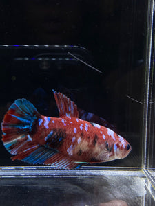 GIANT Male Halfmoon Plakat - Red Galaxy #2684 - Live Betta Fish