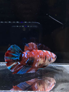 GIANT Male Halfmoon Plakat - Red Galaxy #2684 - Live Betta Fish