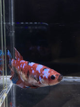 Load image into Gallery viewer, GIANT Male Halfmoon Plakat - Red Galaxy #2684 - Live Betta Fish
