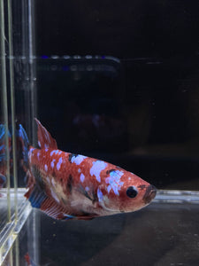 GIANT Male Halfmoon Plakat - Red Galaxy #2684 - Live Betta Fish