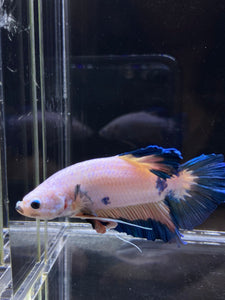 GIANT Male Halfmoon Plakat - Fancy Dragon #2686 - Live Betta Fish