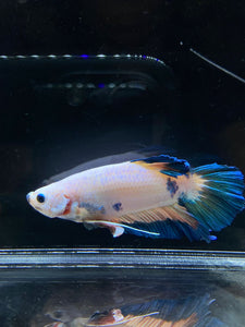 GIANT Male Halfmoon Plakat - Fancy Dragon #2686 - Live Betta Fish