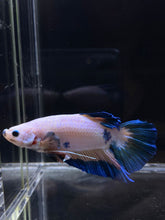 Load image into Gallery viewer, GIANT Male Halfmoon Plakat - Fancy Dragon #2686 - Live Betta Fish
