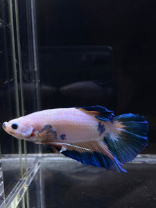 GIANT Male Halfmoon Plakat - Fancy Dragon #2686 - Live Betta Fish