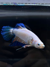 Load image into Gallery viewer, GIANT Male Halfmoon Plakat - Fancy Dragon #2686 - Live Betta Fish
