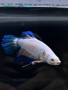 GIANT Male Halfmoon Plakat - Fancy Dragon #2686 - Live Betta Fish