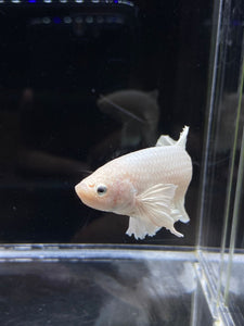 GIANT Male Halfmoon Plakat - White Platinum Dumbo #2687 - Live Betta Fish