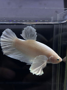 GIANT Male Halfmoon Plakat - White Platinum Dumbo #2687 - Live Betta Fish