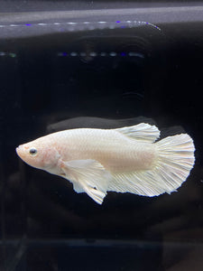 GIANT Male Halfmoon Plakat - White Platinum Dumbo #2687 - Live Betta Fish