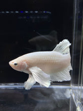 Load image into Gallery viewer, GIANT Male Halfmoon Plakat - White Platinum Dumbo #2687 - Live Betta Fish
