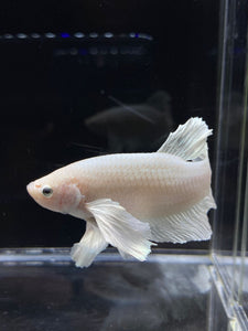 GIANT Male Halfmoon Plakat - White Platinum Dumbo #2687 - Live Betta Fish