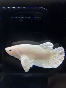 GIANT Male Halfmoon Plakat - White Platinum Dumbo #2687 - Live Betta Fish