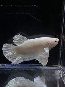 GIANT Male Halfmoon Plakat - White Platinum Dumbo #2687 - Live Betta Fish