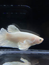 Load image into Gallery viewer, GIANT Male Halfmoon Plakat - White Platinum Dumbo #2687 - Live Betta Fish
