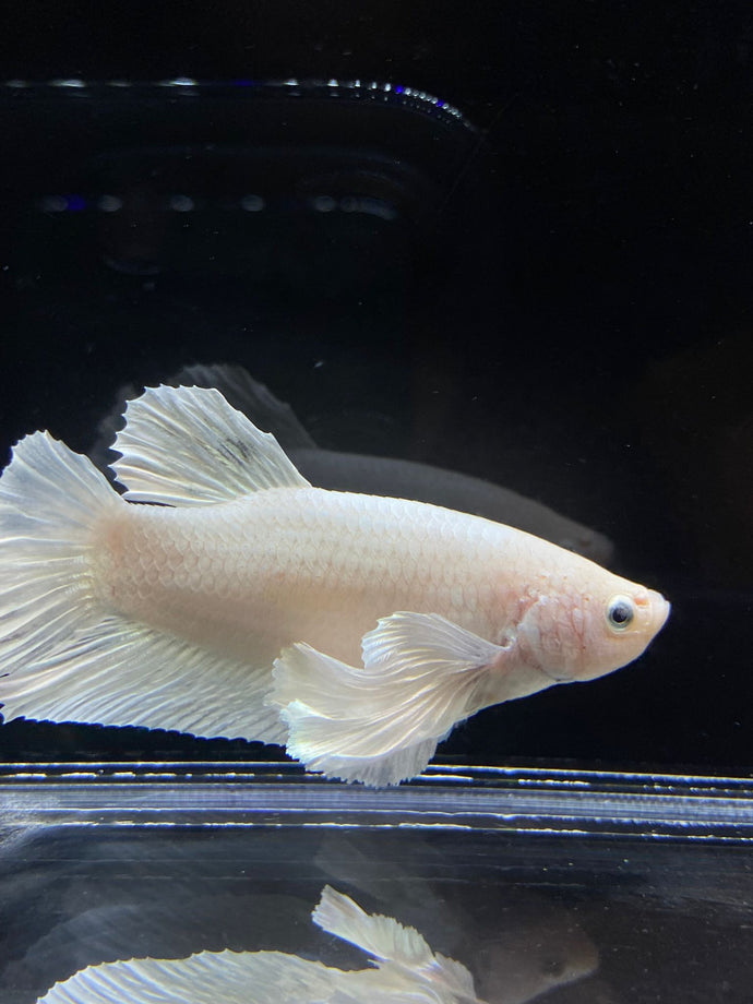 GIANT Male Halfmoon Plakat - White Platinum Dumbo #2687 - Live Betta Fish