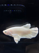 Load image into Gallery viewer, GIANT Male Halfmoon Plakat - White Platinum Dumbo #2687 - Live Betta Fish
