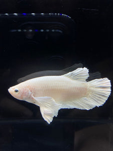 GIANT Male Halfmoon Plakat - White Platinum Dumbo #2687 - Live Betta Fish