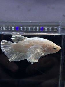 GIANT Male Halfmoon Plakat - White Platinum Dumbo #2687 - Live Betta Fish