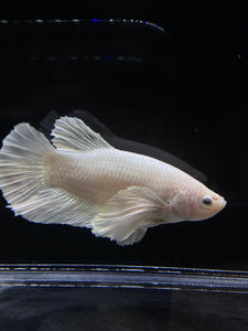 GIANT Male Halfmoon Plakat - White Platinum Dumbo #2687 - Live Betta Fish