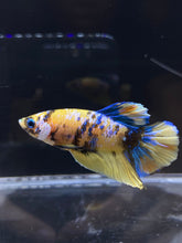 Load image into Gallery viewer, Male Halfmoon Plakat - Yellow Galaxy #2689 - Live Betta Fish
