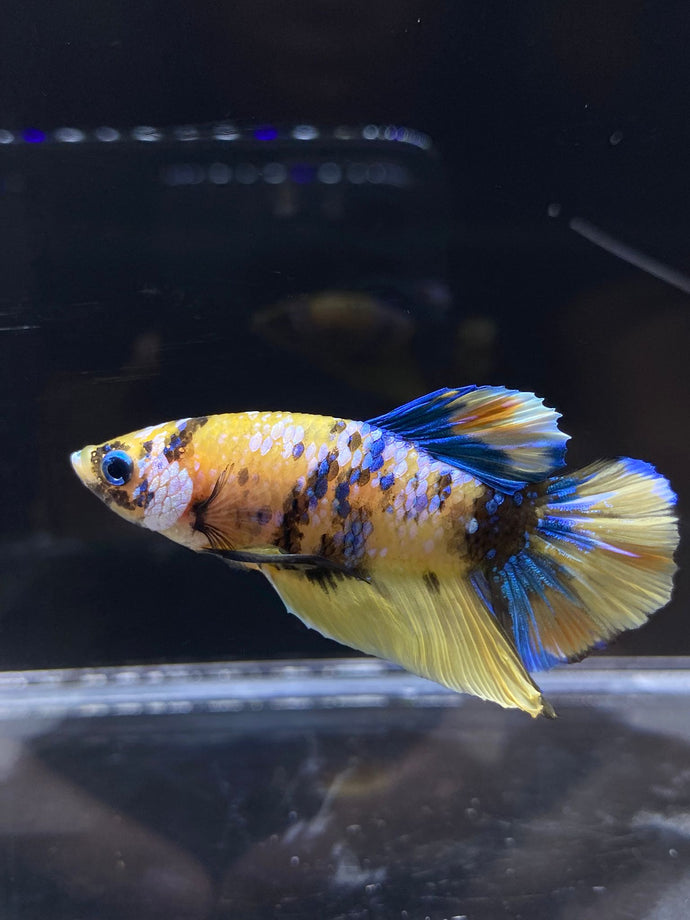 Male Halfmoon Plakat - Yellow Galaxy #2689 - Live Betta Fish