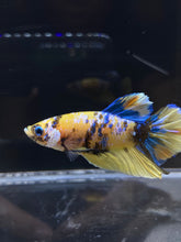 Load image into Gallery viewer, Male Halfmoon Plakat - Yellow Galaxy #2689 - Live Betta Fish
