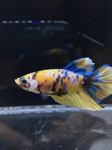 Male Halfmoon Plakat - Yellow Galaxy #2689 - Live Betta Fish