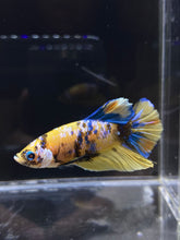 Load image into Gallery viewer, Male Halfmoon Plakat - Yellow Galaxy #2689 - Live Betta Fish
