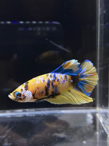 Male Halfmoon Plakat - Yellow Galaxy #2689 - Live Betta Fish