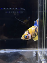 Load image into Gallery viewer, Male Halfmoon Plakat - Yellow Galaxy #2689 - Live Betta Fish
