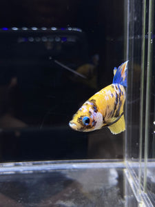 Male Halfmoon Plakat - Yellow Galaxy #2689 - Live Betta Fish