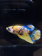 Load image into Gallery viewer, Male Halfmoon Plakat - Yellow Galaxy #2689 - Live Betta Fish
